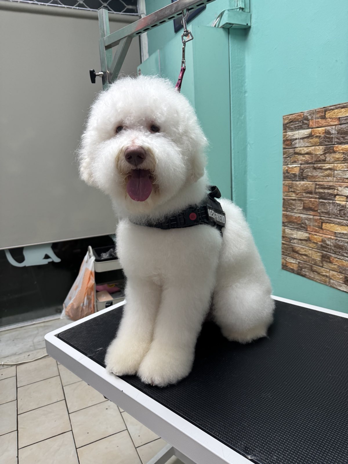 Σκύλος στο Woofs & Fluffs